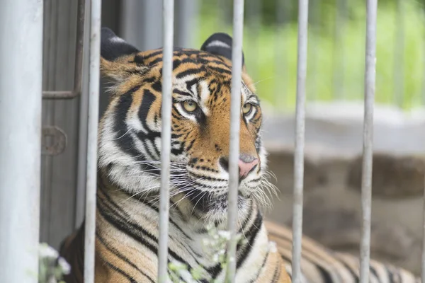 Bengal Tiger Cage Zoo — Stock Photo, Image