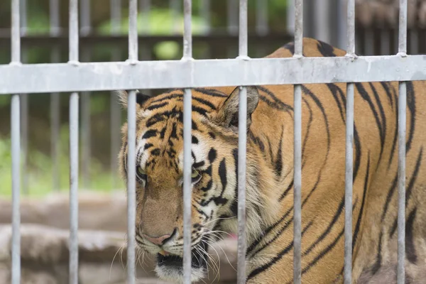 Бенгальский Тигр Клетке Зоопарк — стоковое фото