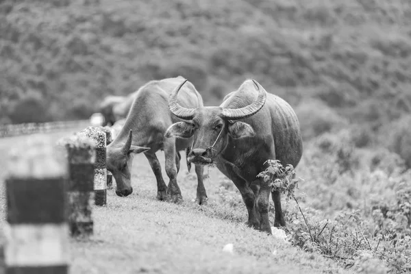 Gruppe Von Büffeln Auf Natürlichem Feld Thailand — Stockfoto