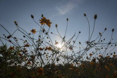 beautiful flowers at sunrise