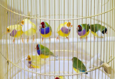 Zebra finches bir levrek kafeste oturan Grup.