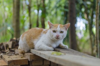 kedi merdivenlerde oturuyor.