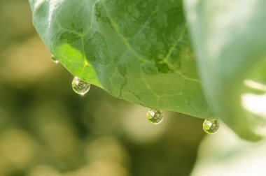 Su-damla yaprak yeşil sebze üzerinde