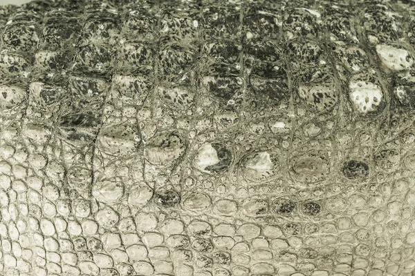 Krokodil Huid Textuur Bruine Achtergrondkleur — Stockfoto