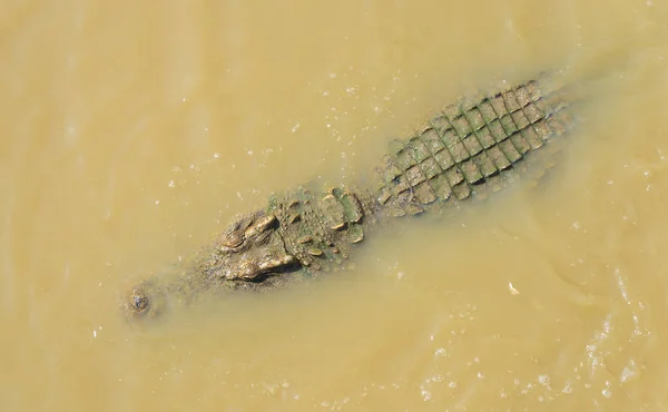 漂浮在水中的鳄鱼查看从顶部 — 图库照片