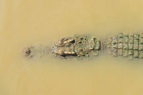 Δείτε Κροκόδειλος Που Επιπλέει Στο Νερό Από Την Κορυφή — Φωτογραφία Αρχείου