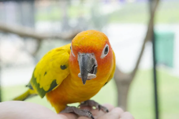 Bird Feeding Hand — Stock Photo, Image