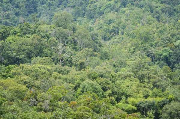 Πράσινα Δέντρα Στη Ζούγκλα — Φωτογραφία Αρχείου