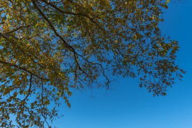 ağaç gölgelik mavi gökyüzü ile