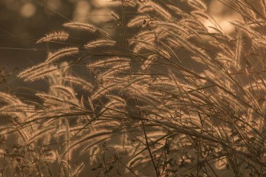 çim günbatımı vintage renk