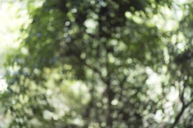 Doğanın arka plan bulanık