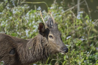 Ormandaki bir geyiğin yakın çekimi.