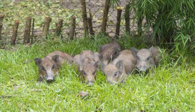 yaban domuzu yeşil otlak üzerinde uyuyor