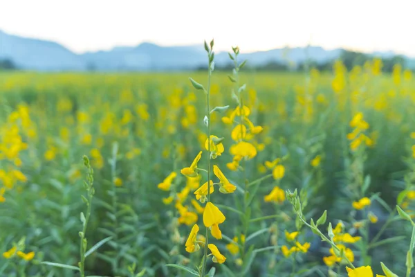 Gul Blomma Fältet Thailand Berg — Stockfoto