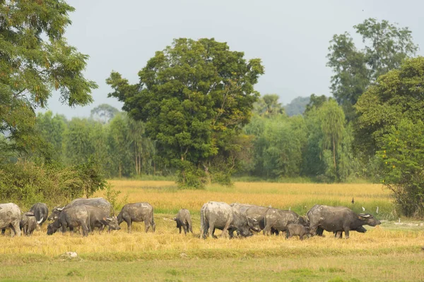 Herd Buffalos Savannah — Stockfoto