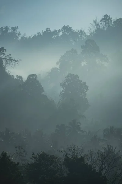 view of natural resource in tropical rain forest, Khao Yai National Park, Thailand