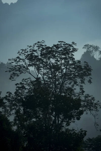 Pohled Přírodních Zdrojů Tropickém Deštném Pralese Národní Park Khao Yai — Stock fotografie