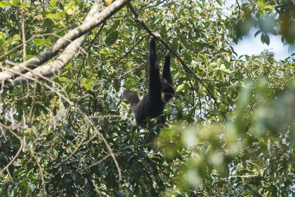 Gibbon Tangan Putih Taman Nasional Khao Yai — Stok Foto