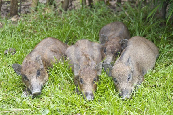 Gruppe Kleiner Wildschweine — Stockfoto