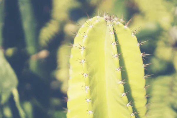 Enfoque Selectivo Plano Vista Superior Clúster Cactus Bien Conocidas Especies —  Fotos de Stock