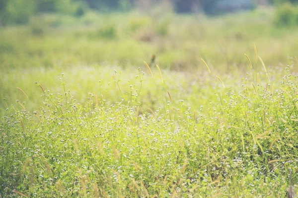 Wilde Wiese Rosa Blüten Auf Morgensonne Hintergrund Hintergrund Herbstfeld — Stockfoto