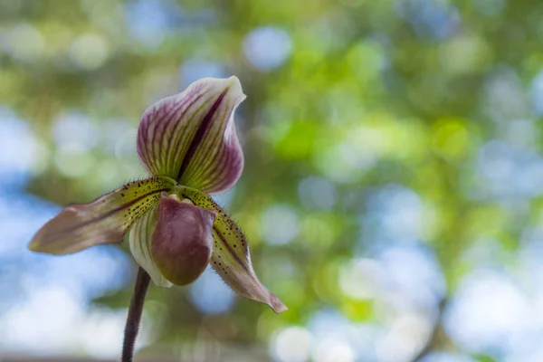Paphiopedilum orchid flower or Lady\'s Slipper orchid in Conservation Center Paphiopedilum Doi Inthanon , Chiang Mai, Thailand.