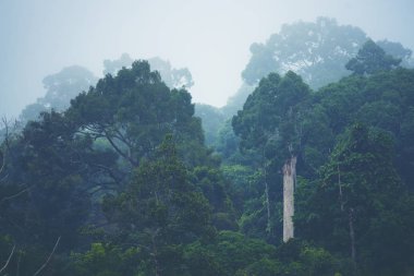 Ormanlı dağ yamacında alçak yerde bulut var. Her zaman yeşil olan kozalaklı ağaçlar manzaralı bir yerde gizleniyor.
