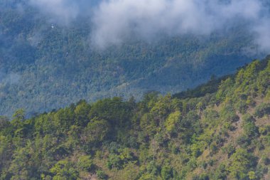 Doğal orman tropik ağaçların güneş sis ile mistik bir atmosfer yaratmak.