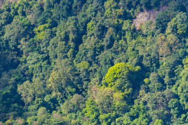 Kuş gözü görünümü tropikal ormanda Tayland