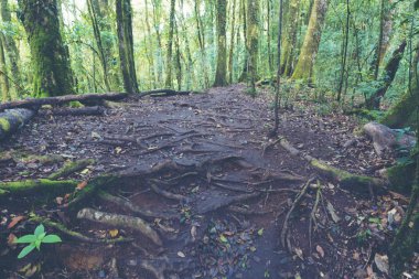 in het forest. natuur samenstelling.