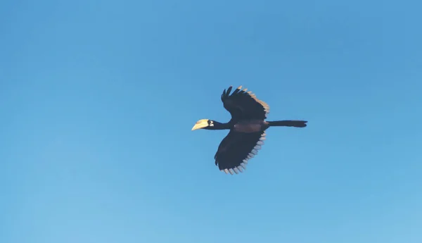 Krásná Orientální Pied Hornbill Anthracoceros Albirostris Volného Létání Pod Modrou — Stock fotografie