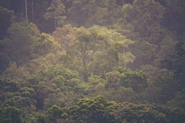 Pemandangan Hutan Tropis Taman Nasional Khao Yai Thailand — Stok Foto