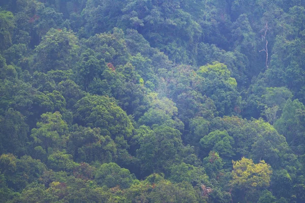 Vista Para Floresta Tropical Parque Nacional Khao Yai Tailândia — Fotografia de Stock