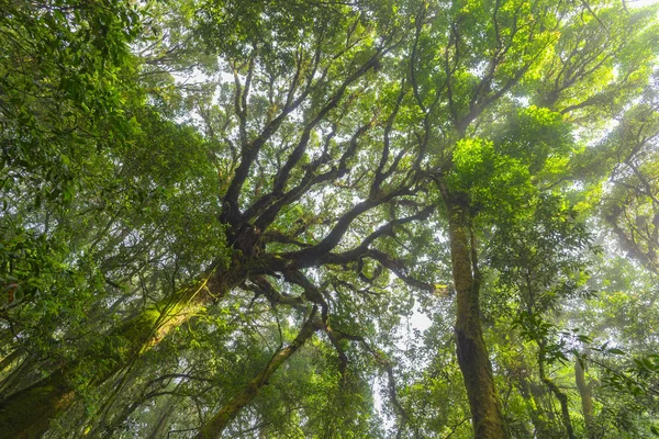 Bosque Composición Natural —  Fotos de Stock