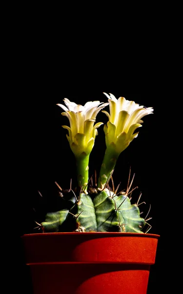 Blomming Kwiat Piękny Kaktus Białym Czarnym Tle — Zdjęcie stockowe