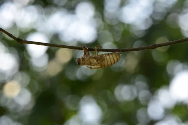Cicada Habitat Natureza Vida Selvagem Usando Como Fundo Papel Parede — Fotografia de Stock
