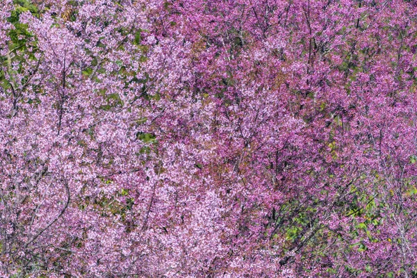 野生森林中的花树色彩 — 图库照片