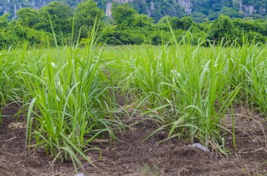 Tayland 'da mısır tarımı sistemi.