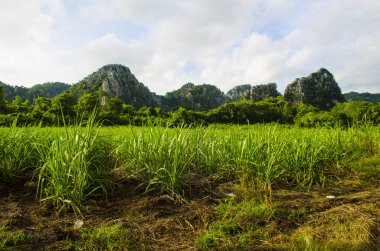 Tayland 'da mısır tarımı sistemi.
