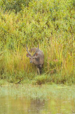 Tayland, Khao Yai Ulusal Parkı 'nda Erkek Sambar Geyiği
