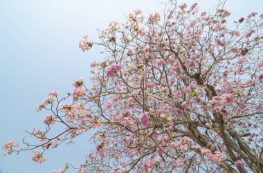 Tayland Tabebuia rosea