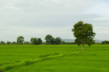 pirinç Teras ve bir ufukta dağlar