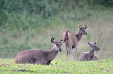 sambar geyiği ormanda khao yai Milli Park, Tayland