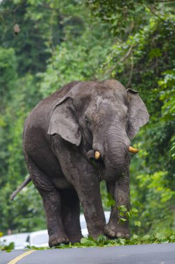 Tek bir fil yolda yürüyor