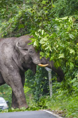 Tayland 'da vahşi filler Khao Yai Ulusal Parkı, Tayland