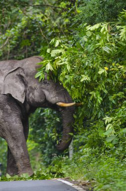 Tayland 'daki Khao Yai Ulusal Parkı' nda fil besleniyor ve yürüyor.