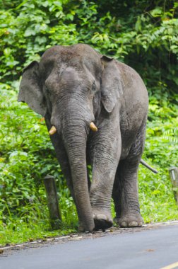 Tek bir fil yolda yürüyor