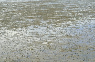 Tayland 'daki engin çamurlu plaj..