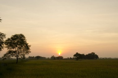 Manzara, güneşli bir tarlada şafak