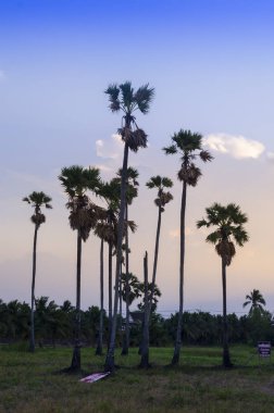 Güzel bir gün batımı arka plan üzerinde palmiye ağaçları